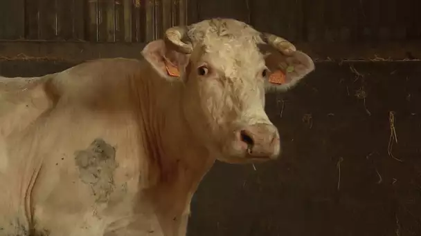 Bien être animal chez producteurs de viande bovine st sulpice en pareds