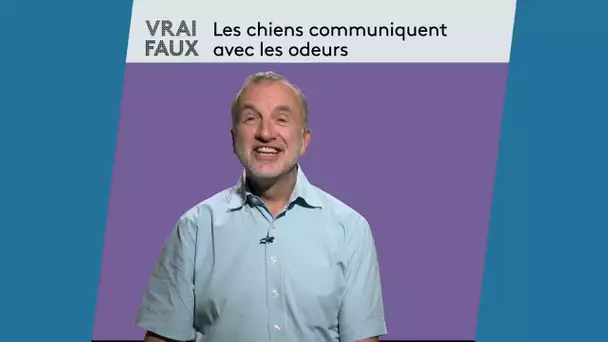 Les chiens communiquent avec les odeurs : le point avec un vétérinaire comportementaliste