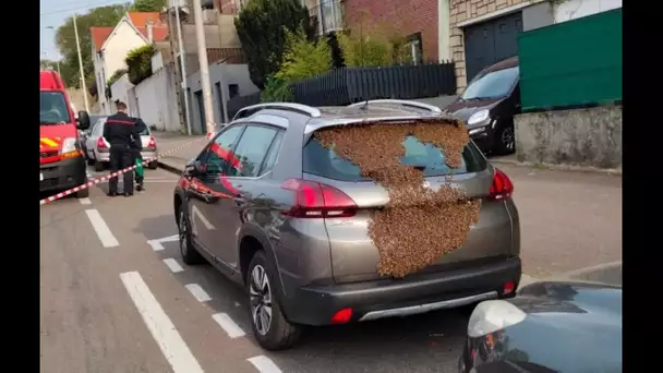 Le Havre : Des milliers d’abeilles squattent une voiture, pompiers et apiculteur interviennent
