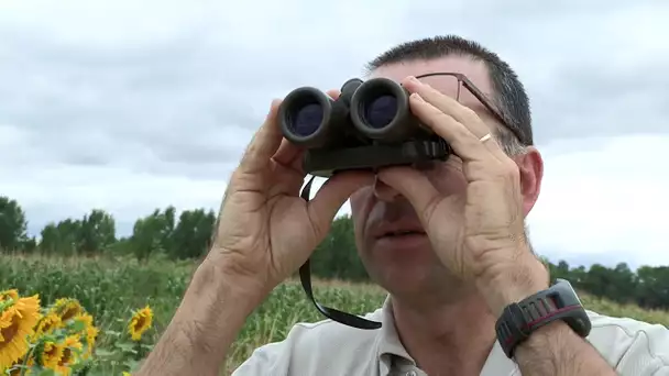 Les réseaux de trafic d'animaux - Documentaire