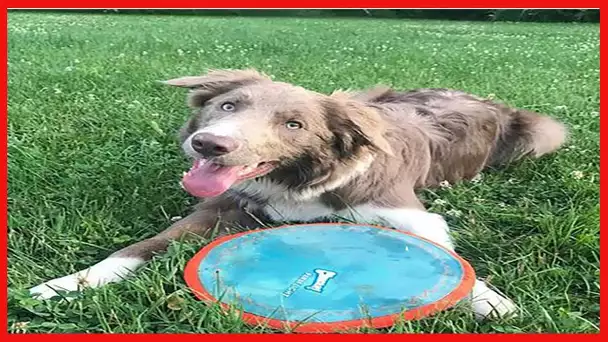 ChuckIt! Paraflight Flyer Dog Frisbee Toy Floats On Water; Gentle On Dog's Teeth And Gums