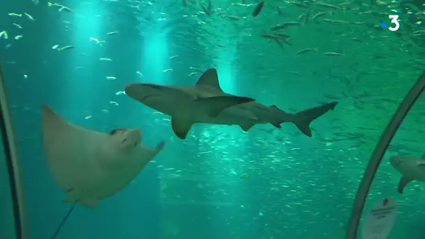 Naissance de requins à Nausicaa (Bpulogne-sur-Mer)