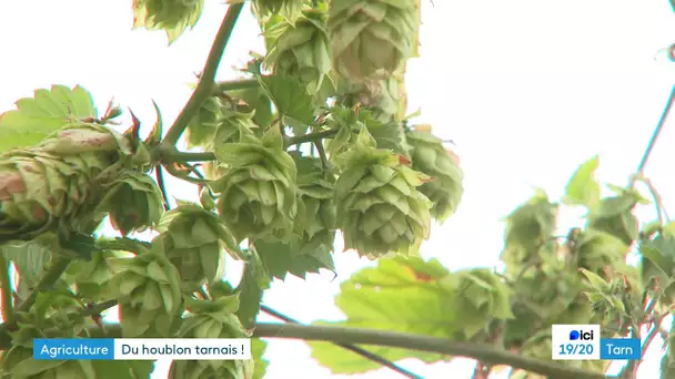 La culture du houblon expérimentée dans le Tarn par des frères brasseurs