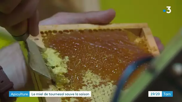 Apiculture : petite saison pour la récolte de miel