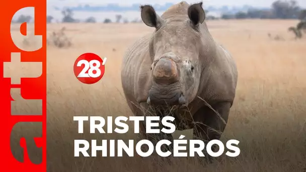 Intéressant : Couper la corne des rhinocéros pour les sauver, ça marche ? - 28 minutes - ARTE