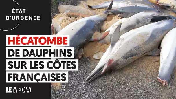 HÉCATOMBE DE DAUPHINS SUR LES CÔTES FRANÇAISES