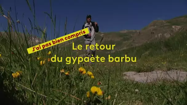 J'ai pas bien compris : le retour du gypaète barbu