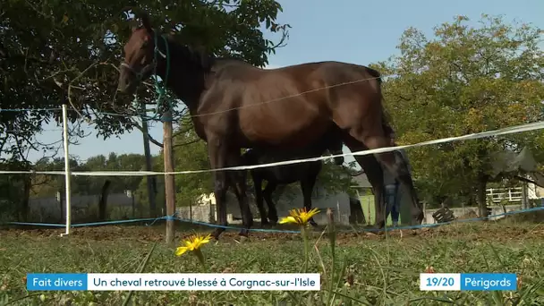 Suspicion d'attaques de chevaux en Dordogne