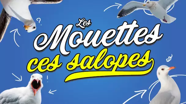 Top 8 des raisons de détester les mouettes