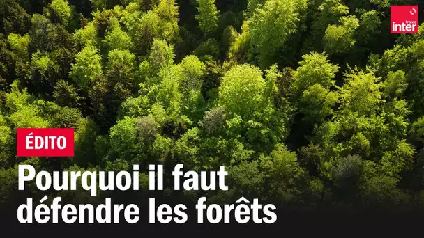 Défendre la forêt : l'enjeu de la certification des forêts pour le CO2