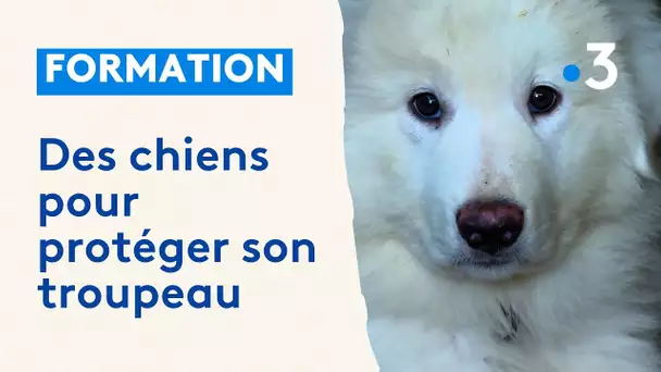 Formation pour accueillir un chien de protection des troupeaux