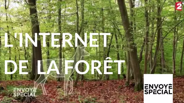 Envoyé spécial. L'internet de la forêt - 26 octobre 2017 (France 2)