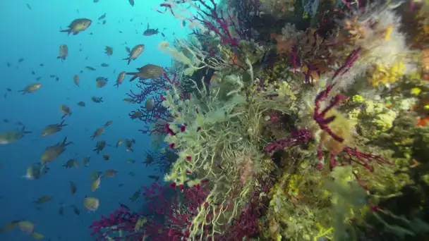 Canicule : le réchauffement de la mer Méditerranée menace sa faune et sa flore