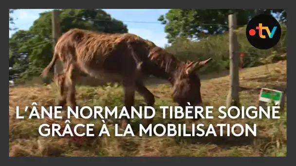 L'âne normand Tibère va pouvoir être soigné en Belgique grâce à la mobilisation du public