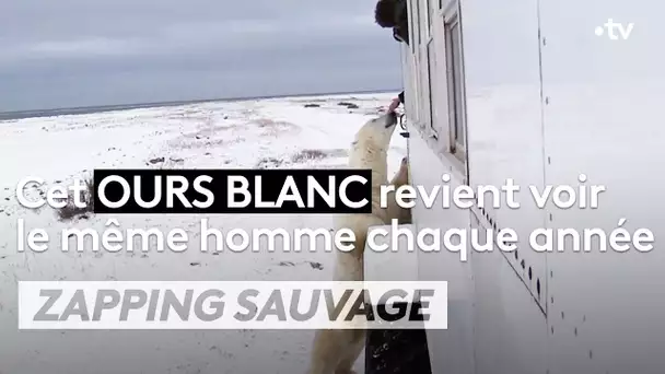 Cet ours blanc revient voir le même homme chaque année - ZAPPING SAUVAGE