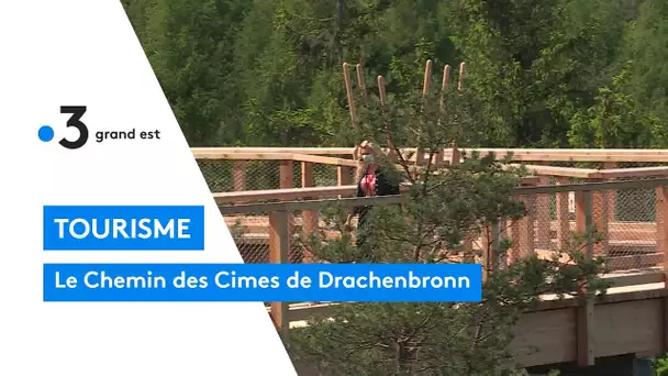 Drachenbronn tutoie la cime des arbres