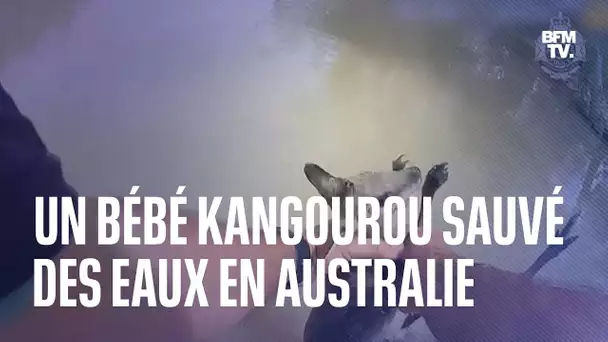 Un bébé kangourou sauvé des inondations en Australie