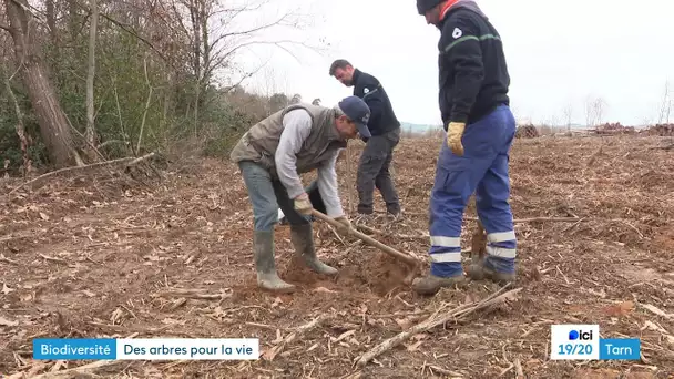40 000 arbres adaptés au changement climatique plantés dans la forêt de Sérénac