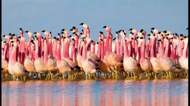 Le spectacle fou des flamants roses - ZAPPING SAUVAGE