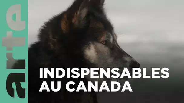 Au Canada, les chiens ont ouvert le grand Nord | Invitation au voyage | ARTE Family