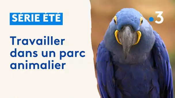 Pour ses vacances, Solène est soigneuse dans un parc animalier