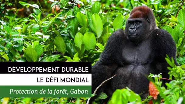 Développement durable, le défi mondial - Gabon, gestion durable des fôrets