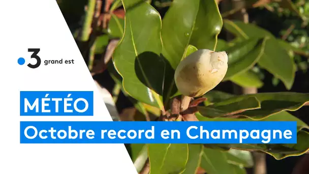 Météo : un mois d'octobre record en Champagne-Ardenne
