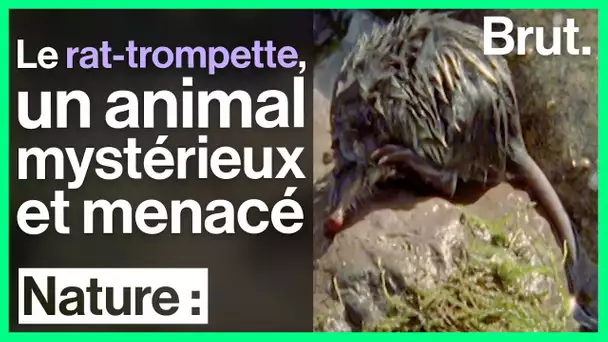 Le rat-trompette, l'un des animaux les plus mystérieux d’Europe