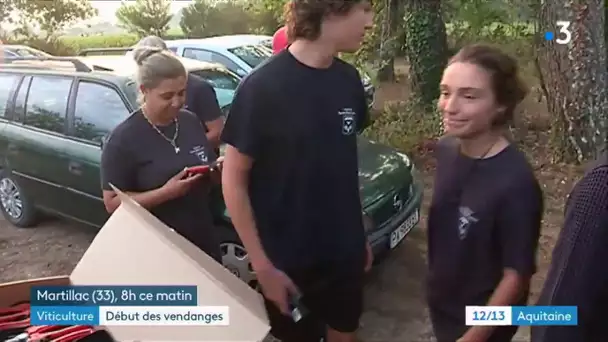 Premieres vendanges des blancs en Pessac Leognan