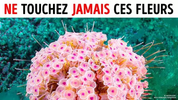 Si vous voyez ces fleurs de l'océan, nagez vite !