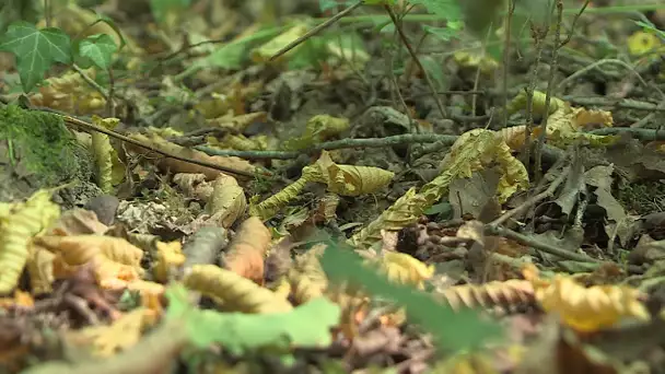 La forêt de Citeaux souffre de la sécheresse