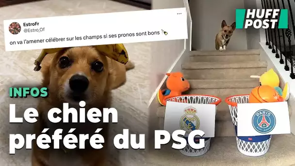 Ligue des champions : Pourquoi ce chien est la coqueluche des supporters du PSG