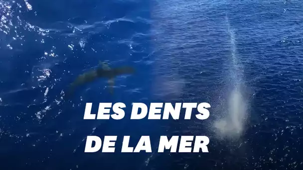 Un garde-côte américain tire sur un requin s'approchant de baigneurs