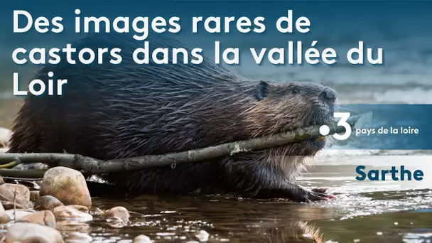 Sarthe : des castors observés dans la vallée du Loir
