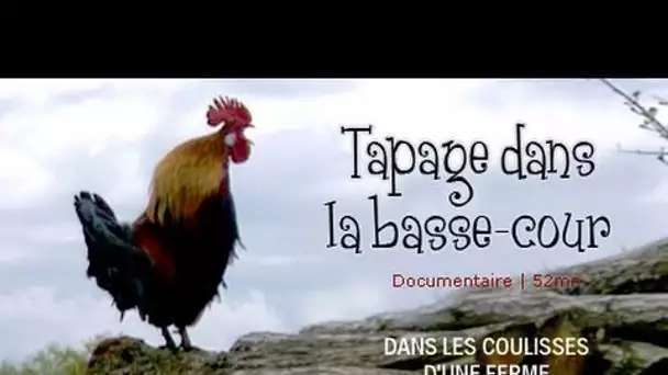 Tapage dans la basse-cour : Aventure à la ferme - documentaire animalier