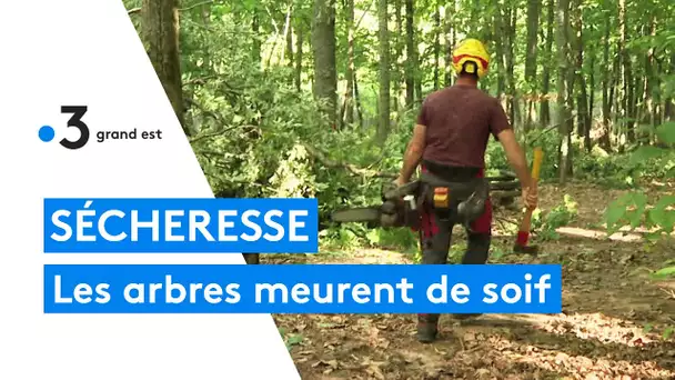 Sécheresse : pourquoi les arbres meurent de soif en automne