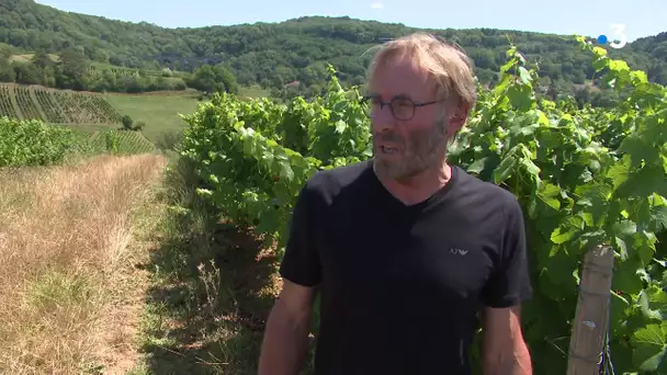 Jura : Pour les viticulteurs, les vendanges de 2020 s'annoncent exceptionnelles