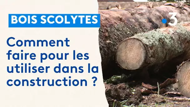 Scolytes dans les forêts du Doubs : agir vite pour utiliser le bois dans des constructions