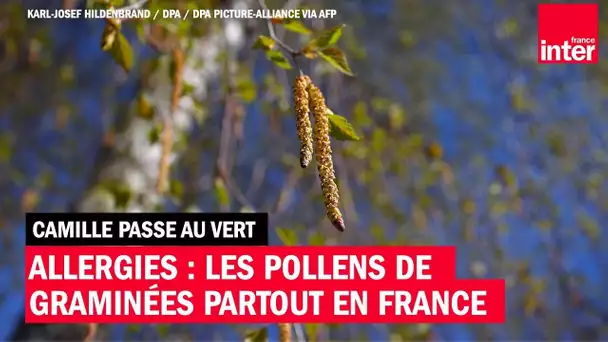 Allergies : les pollens de graminées partout en France - Camille Passe au Vert