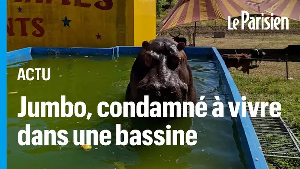 « Sauver l’hippopotame Jumbo » : la ville de Nice en guerre contre l’installation du cirque Zavatta