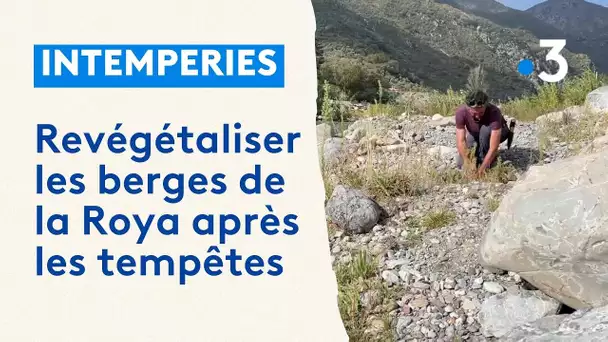 Après les tempêtes, des associations se lancent dans la revégétalisation des berges de la Roya