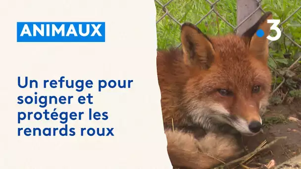 Le Clos des Renardises : un refuge sanctuaire pour les renards en Dordogne