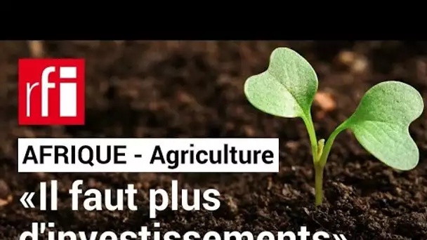 Agriculture en Afrique : « Il faut plus d'investissements dans le système agroalimentaire » • RFI