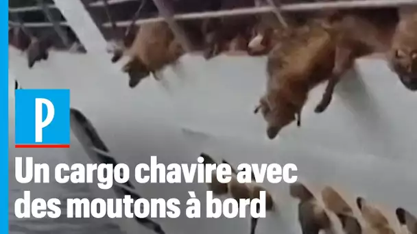 Roumanie : un cargo chavire avec 14.600 moutons à bord