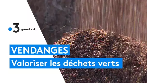 Vendanges : la seconde vie du raisin pressé