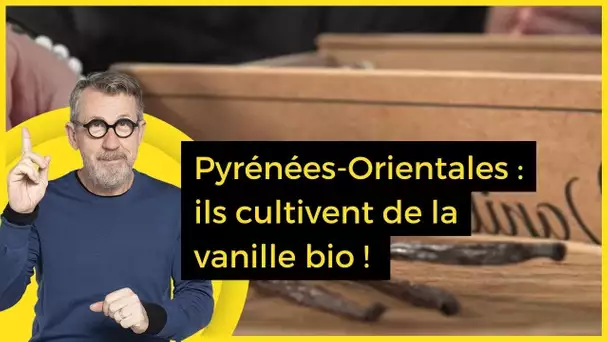 Pyrénées-Orientales : ils cultivent de la vanille bio ! - C Jamy