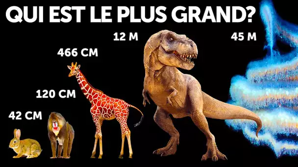 Comparaison de la Taille des Animaux (Les Baleines ne Sont pas les Plus Grandes !)