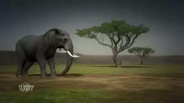 Le Monde de Jamy - Au cœur de la Faune Sauvage - Extrait - Les Eléphants du Parc d&#039;Amboseli