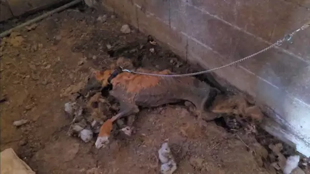 Hérault : un charnier d'une dizaine d’animaux morts attachés retrouvés dans un refuge à Lunel