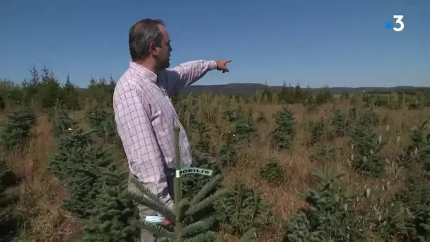 «Ma salade verte, c’est une salade morte », la colère des producteurs de sapins de Noël du Morvan